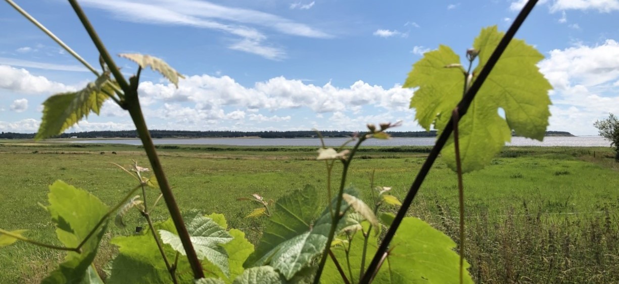 Udsigt2(1) 14815 Image